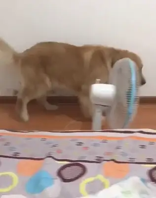 Blonde Dogs like to turn off their hands and turn off the fan they blew, and make the master blow the air conditioning