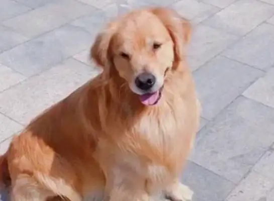 Blondie can't play the slide. The master pretends to faint. The dog goes up and saves the master