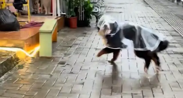 A woman can't find a place in a doghouse. The boss sent the shopkeeper to pick her up