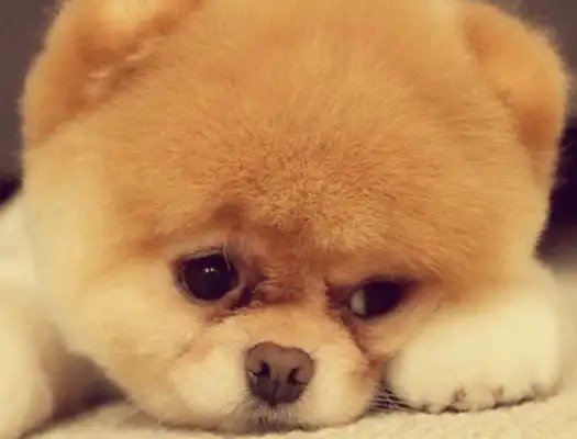 When the dog came home and hugged, the happy owner looked at the custody, he got black