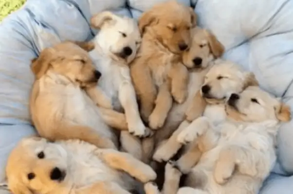 My parents didn't agree to a dog, so the kid took back a golden hair, and the next day he saw the master