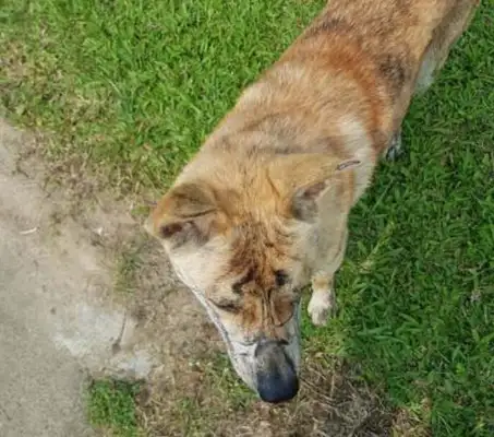 A stray dog with a 