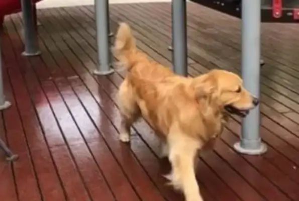 Blondie can't play the slide. The master pretends to faint. The dog goes up and saves the master