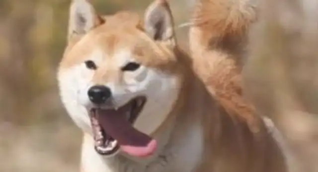 Take the dog to his parents' house for a while, and you'll be surprised