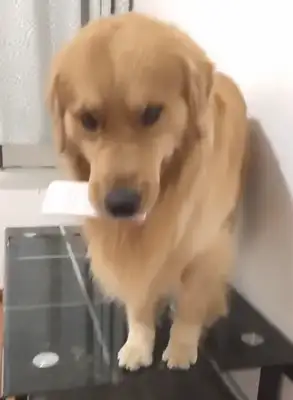 Blonde Dogs like to turn off their hands and turn off the fan they blew, and make the master blow the air conditioning