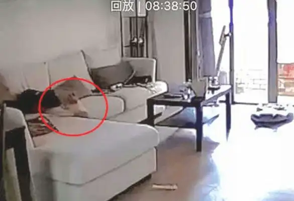When the dog came home and hugged, the happy owner looked at the custody, he got black