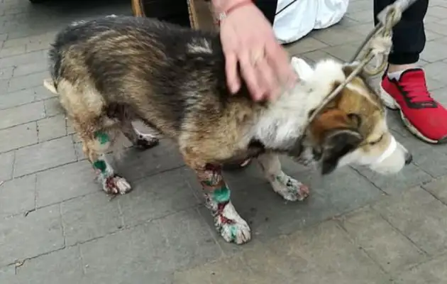 In order to punish the dog, the owner dragged the dog for miles, and the whole road was covered in blood