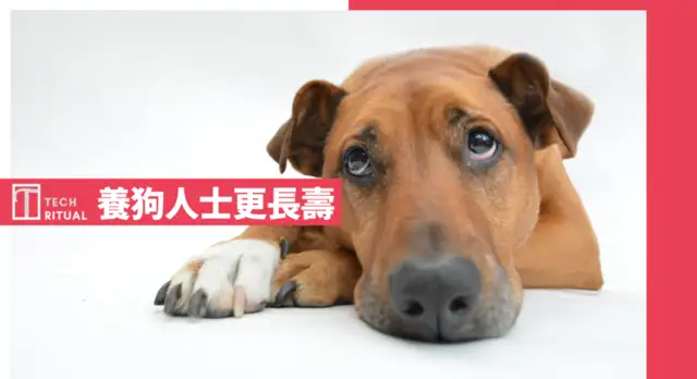 Study: Longer life for dog breeders