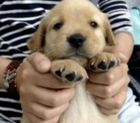 My parents didn't agree to a dog, so the kid took back a golden hair, and the next day he saw the master