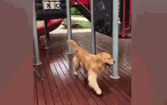 Blondie can't play the slide. The master pretends to faint. The dog goes up and saves the master