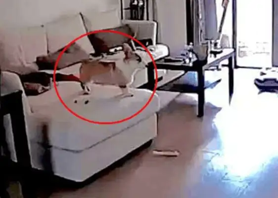 When the dog came home and hugged, the happy owner looked at the custody, he got black