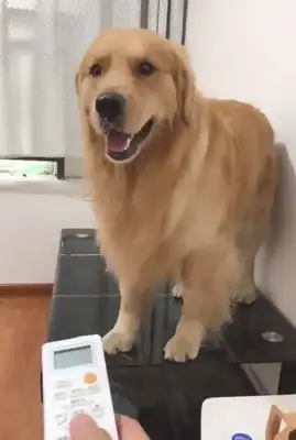 Blonde Dogs like to turn off their hands and turn off the fan they blew, and make the master blow the air conditioning