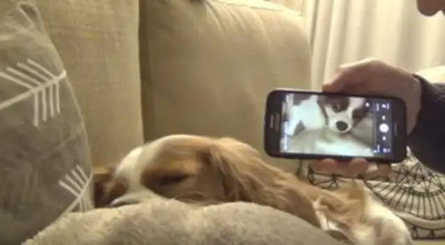 The dogs snored the sky, and in their sleep heard the master's recording woke up