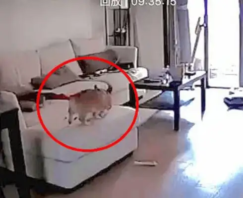 When the dog came home and hugged, the happy owner looked at the custody, he got black
