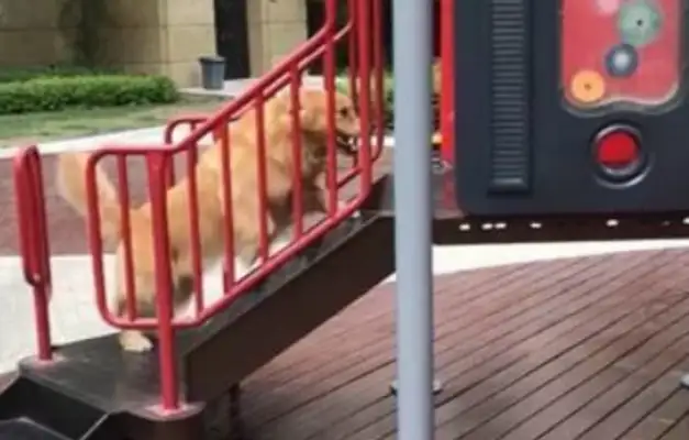 Blondie can't play the slide. The master pretends to faint. The dog goes up and saves the master