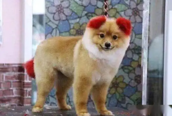 Take the dog to the beauty parlour and dye it. A month later the dog loses his ear forever