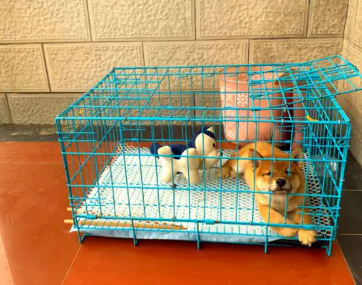 Twelve hundred dollars for a suspected weekly dog. Who's gonna pay for the sneaking dog plague
