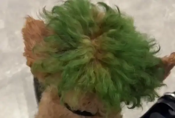 She's got a bullet in the dog's head