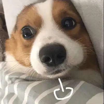 Why do dogs groan? Did I lose it