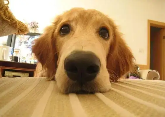 Why do dogs groan? Did I lose it