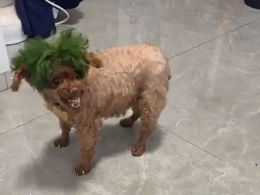 She's got a bullet in the dog's head
