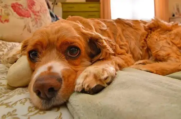 Why do dogs groan? Did I lose it