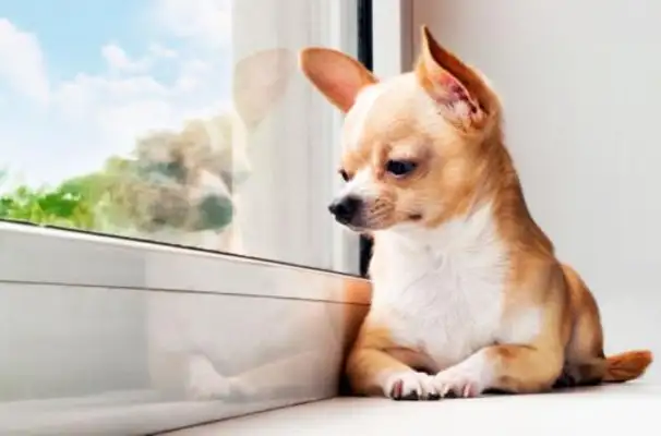 Why do dogs groan? Did I lose it