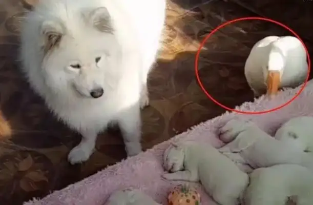 The dog gave birth to the baby, and it was taken away by the Big Boss