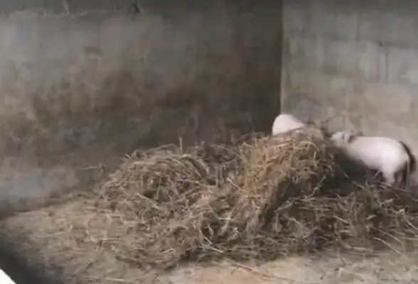 Dogs go back to the countryside to look at the pigs' rings, make the pigs panic