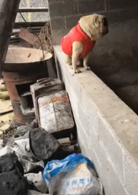 Dogs go back to the countryside to look at the pigs' rings, make the pigs panic