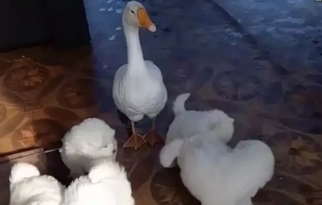 The dog gave birth to the baby, and it was taken away by the Big Boss