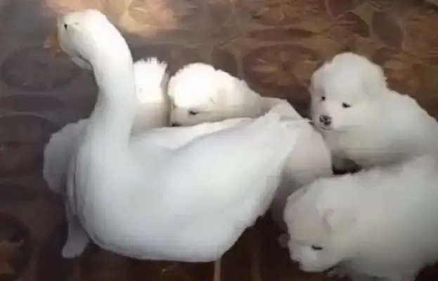 The dog gave birth to the baby, and it was taken away by the Big Boss