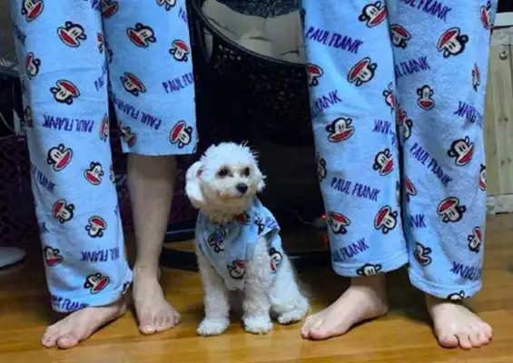 The young man, in his robe, saw his pants and legs cut short, and saw the dog laugh so bitterly: the influence of the family. Yeah