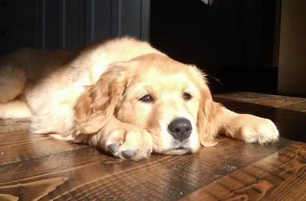 The dog was thrown at the rescue station, and the former owner wrote, "It's healthy, it's hungry!"