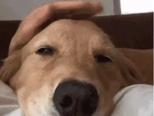The dog ran away for 24 hours, and when he came back, the baby jumped up and made his parents cry