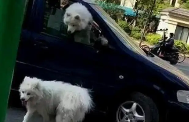 Samoye was bullied by a cat