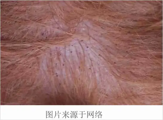 Skin diseases common to dogs and treatments (with pictures of dogs common skin diseases)