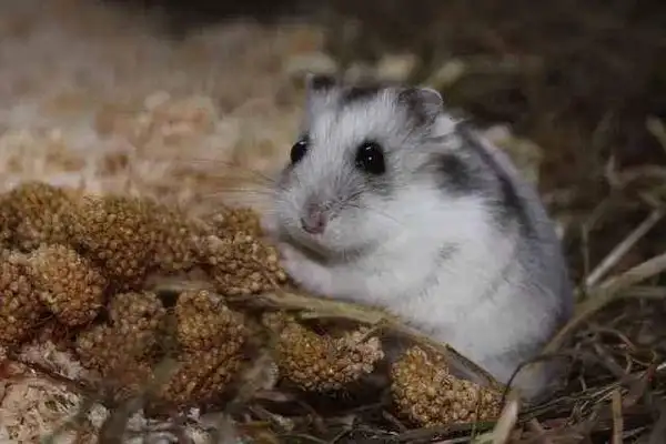 How long can a hamster live? It's usually the same when you're healthy