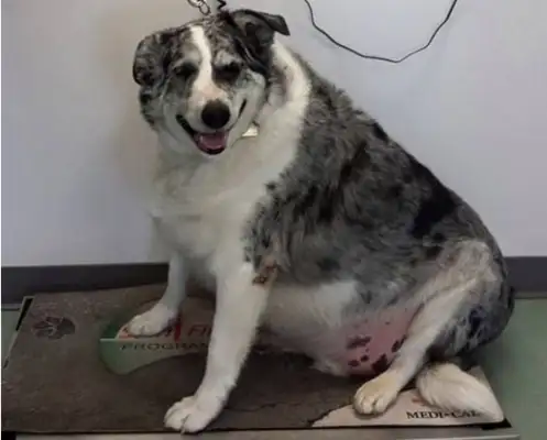 The Australian shepherd, Buddy, weighs 83 kilos to be life-threatening