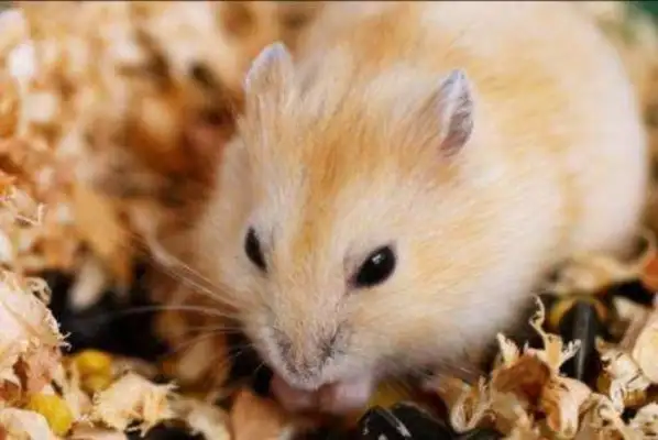 How long can a hamster live? It's usually the same when you're healthy