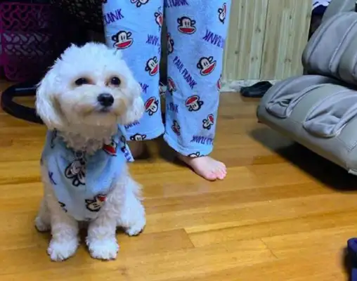 The young man, in his robe, saw his pants and legs cut short, and saw the dog laugh so bitterly: the influence of the family. Yeah