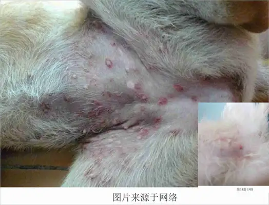 Skin diseases common to dogs and treatments (with pictures of dogs common skin diseases)