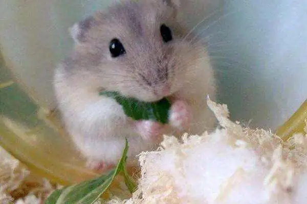 How long can a hamster live? It's usually the same when you're healthy