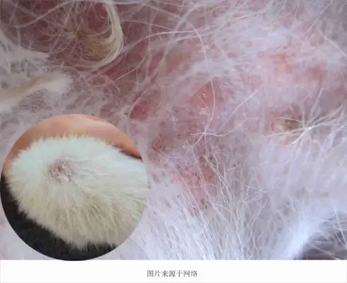 Skin diseases common to dogs and treatments (with pictures of dogs common skin diseases)