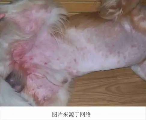 Skin diseases common to dogs and treatments (with pictures of dogs common skin diseases)