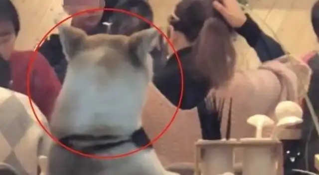 Every time they take a dog out for dinner, they lock it out. Gas