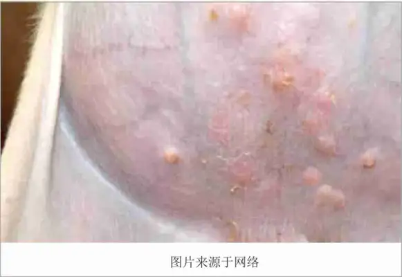 Skin diseases common to dogs and treatments (with pictures of dogs common skin diseases)