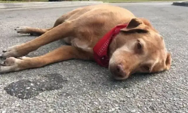 The dog's summer heat is dangerous. It's practical to judge if it's heat
