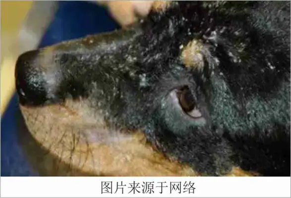 Skin diseases common to dogs and treatments (with pictures of dogs common skin diseases)