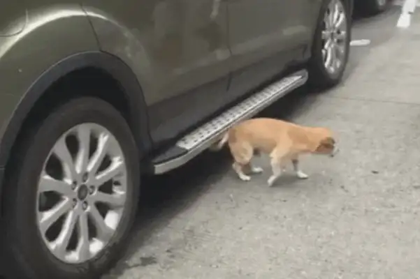The dog ran into the bottom of the wheel and thought he'd scratch it, and the car was empty